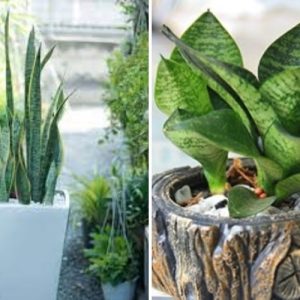Cây lưỡi hổ, lưỡi mèo