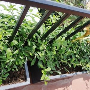 Cây cúc tần