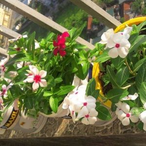 Cây hoa dừa cạn