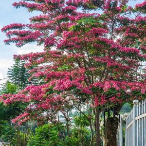 Cây muồng hoa đào
